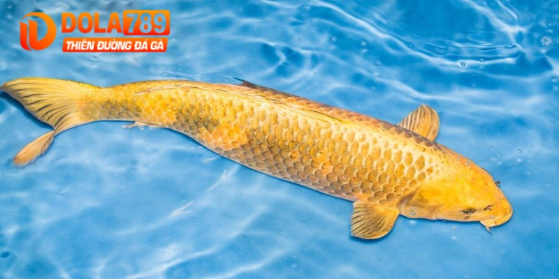 Mơ thấy cá đánh con gì, nếu cá vàng chốt ngay 88